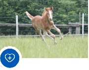 Tierarztpraxis Gnarrenburg - PFERDE
In unserer insbesondere auf Pferde-/Esel- Hobbyhaltung ausgerichteten Praxis arbeiten wir zur Erweiterung des Leistungsspektrums eng mit spezialisierten ambulanten Pferdepraxen und-Kliniken zusammen.