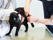 Tierarztpraxis Korbach - GALLERY