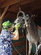 Tierarztpraxis MedicalVet.Life - Routinezahnbehandlung Pferd - nur unter Standsedation, um dem Tier keinen Stress zu bereiten