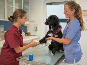 Tierarztpraxis Oppenheim - GALLERY