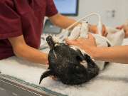 Tierarztpraxis Oppenheim - GALLERY