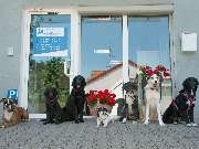 Tierarztpraxis Oppenheim - GALLERY