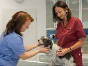 Tierarztpraxis Oppenheim - GALLERY