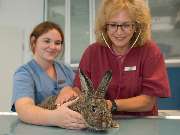 Tierarztpraxis Oppenheim - GALLERY