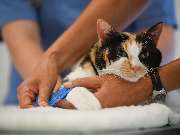 Tierarztpraxis Oppenheim - GALLERY