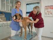 Tierarztpraxis Oppenheim - GALLERY