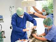 Tierarztpraxis Oppenheim - GALLERY