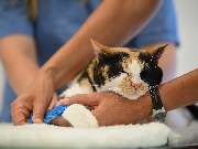 Tierarztpraxis Oppenheim - GALLERY