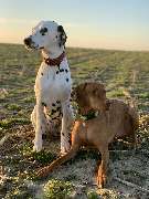 Tierarztpraxis Sven Sturmat - GALLERY