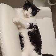 Tierbestattung-Fischer - GALLERY