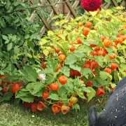 Tierbestattung-Fischer - GALLERY