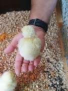 Tierbestattung-Fischer - GALLERY