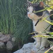 Tierbestattung-Fischer - GALLERY