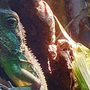 Tierbestattung-Fischer - GALLERY