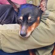 Tierbestattung-Fischer - GALLERY