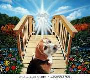 Tierbestattung Regenbogenbrücke - 6