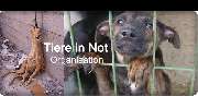 Logo - Tiere in Not 