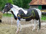 TierHeilpraktik Hoffmann Gabriele Hoffmann Tierheilpraktikerin für Hunde und Pferde seit 2010 - GALLERY