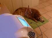 TierHeilpraktik Hoffmann Gabriele Hoffmann Tierheilpraktikerin für Hunde und Pferde seit 2010 - GALLERY