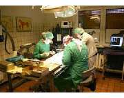 Tierklinik Dr. Bodo Kröll & Kollegen - GALLERY