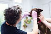 Tierklinik Fuhlsbüttel - GALLERY