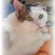 Bild von Tierkommunikation in Heidelberg - 1