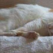 Bild von Tierkommunikation in Heidelberg - 2