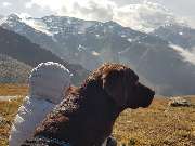 Tierkommunikation Seelentiergespräch - GALLERY