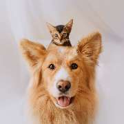 Tiernaturheilpraxis Andrea Peters - GALLERY