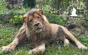 Tierpark Ueckermünde - Afrikanischer Löwe im Tierpark Ueckermünde