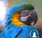 Tierpark Ueckermünde - Ara im Tierpark Ueckermünde