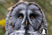 Tierpark Ueckermünde - Bartkauz im Tierpark Ueckermünde