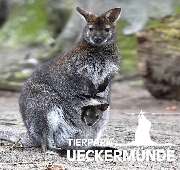 Tierpark Ueckermünde - Bennett-Känguru im Tierpark Ueckermünde