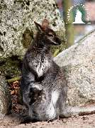 Tierpark Ueckermünde - Bennett-Känguru im Tierpark Ueckermünde