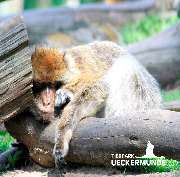 Tierpark Ueckermünde - Berberaffe im Tierpark Ueckemünde