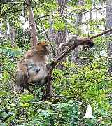 Tierpark Ueckermünde - Berberaffen im Affenwald im Tierpark Ueckermünde