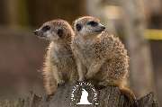 Tierpark Ueckermünde - Erdmännchen im Tierpark Ueckermünde