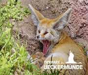 Tierpark Ueckermünde - Fennek im Tierpark Ueckermünde