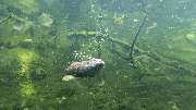 Tierpark Ueckermünde - Fischotter beim Tauchen im Tierpark Ueckermünde