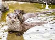 Tierpark Ueckermünde - Fischotter im Tierpark Ueckermünde