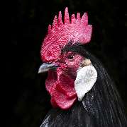 Tierpark Ueckermünde - Hahn im Tierpark Ueckermünde