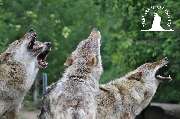 Tierpark Ueckermünde - Heulende Wölfe im Tierpark Ueckermünde
