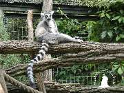 Tierpark Ueckermünde - Katta im Tierpark Ueckermünde