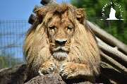 Tierpark Ueckermünde - Löwe im Tierpark Ueckermünde