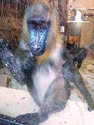 Tierpark Ueckermünde - Mandrill im Tierpark Ueckermünde