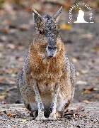 Tierpark Ueckermünde - Pampashase im Tierpark Ueckermünde