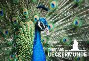 Tierpark Ueckermünde - Pfau im Tierpark Ueckermünde