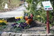 Tierpark Ueckermünde - Pommes-Hühner im Tierpark Ueckermünde