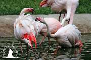Tierpark Ueckermünde - Rosaflamingos im Tierpark Ueckermünde