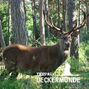 Tierpark Ueckermünde - Rotwild im Tierpark Ueckermünde